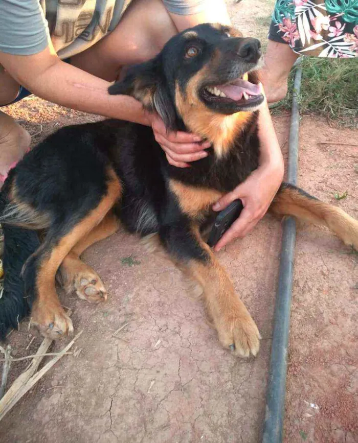 Cachorro ra a  idade 2 anos nome Malú