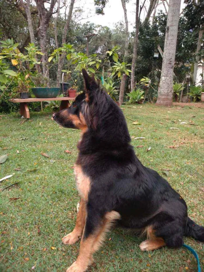 Cachorro ra a  idade 2 anos nome Malú