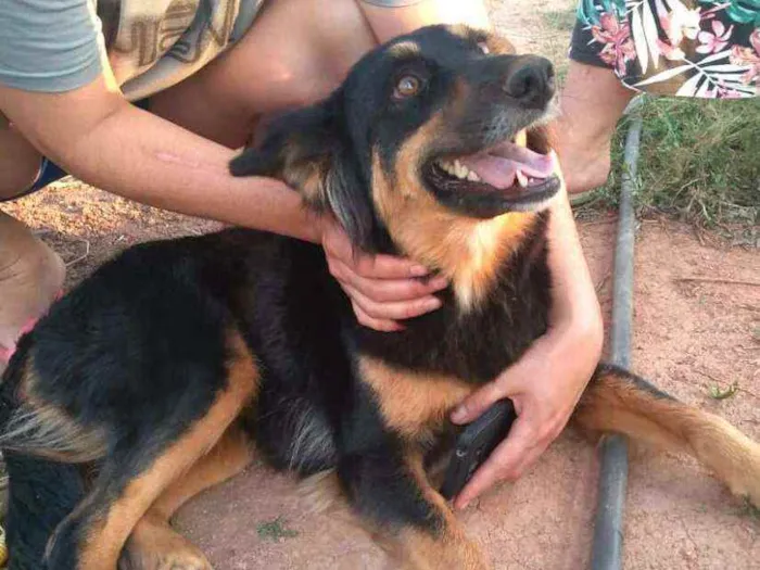 Cachorro ra a  idade 2 anos nome Malú