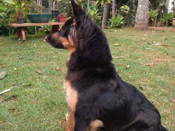 Cachorro ra a  idade 2 anos nome Malú