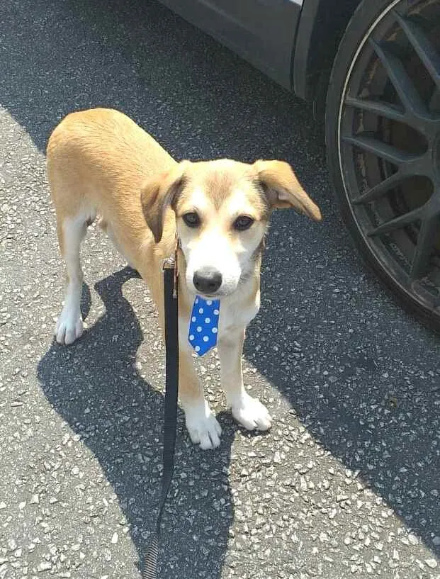 Cachorro ra a  idade 7 a 11 meses nome Bartho