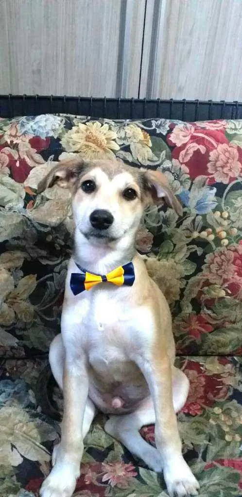 Cachorro ra a  idade 7 a 11 meses nome Bartho