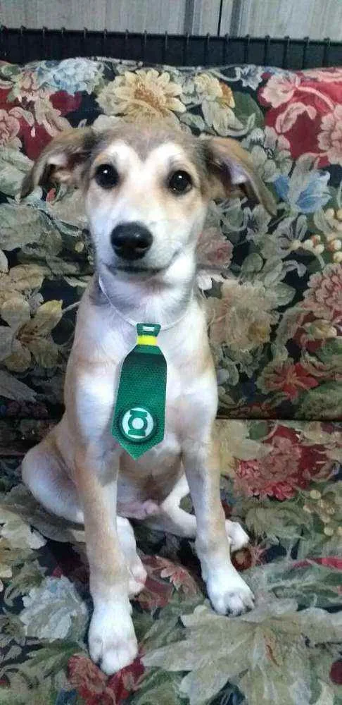 Cachorro ra a  idade 7 a 11 meses nome Bartho