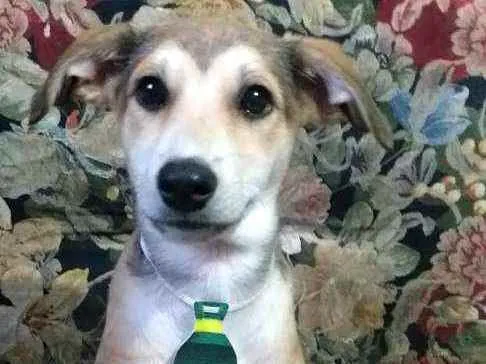 Cachorro ra a  idade 7 a 11 meses nome Bartho