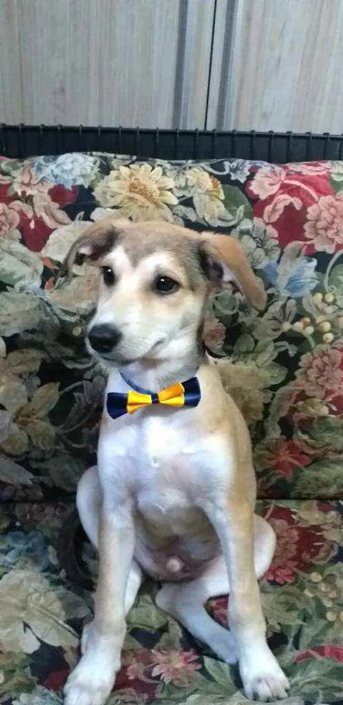 Cachorro ra a  idade 7 a 11 meses nome Bartho