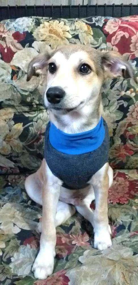 Cachorro ra a  idade 7 a 11 meses nome Bartho