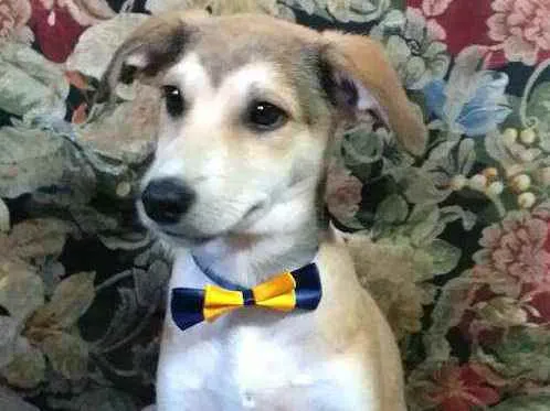 Cachorro ra a  idade 7 a 11 meses nome Bartho