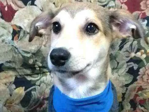 Cachorro ra a  idade 7 a 11 meses nome Bartho