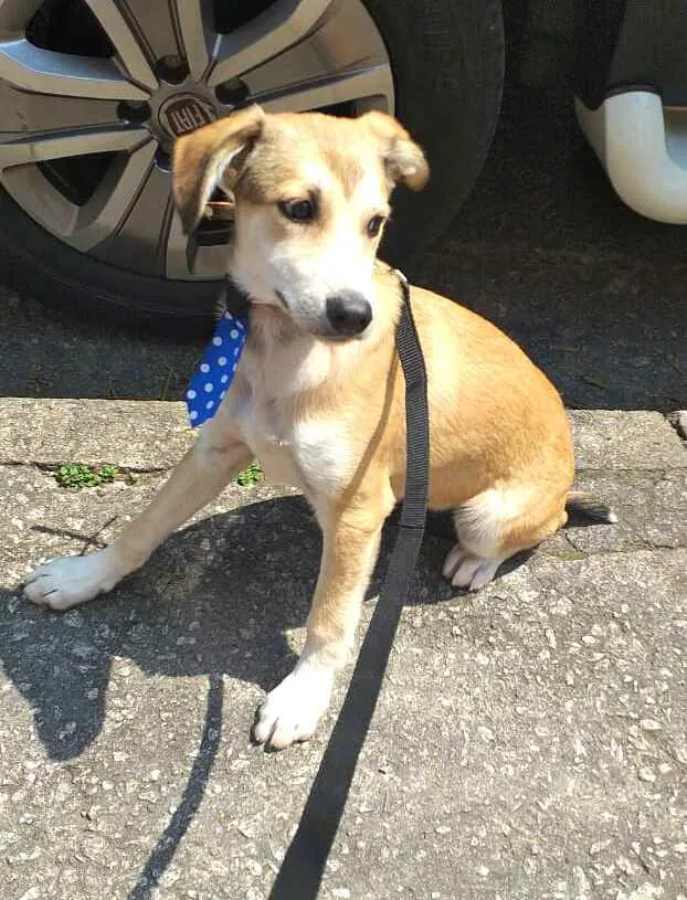 Cachorro ra a  idade 7 a 11 meses nome Bartho