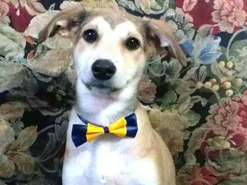 Cachorro ra a  idade 7 a 11 meses nome Bartho