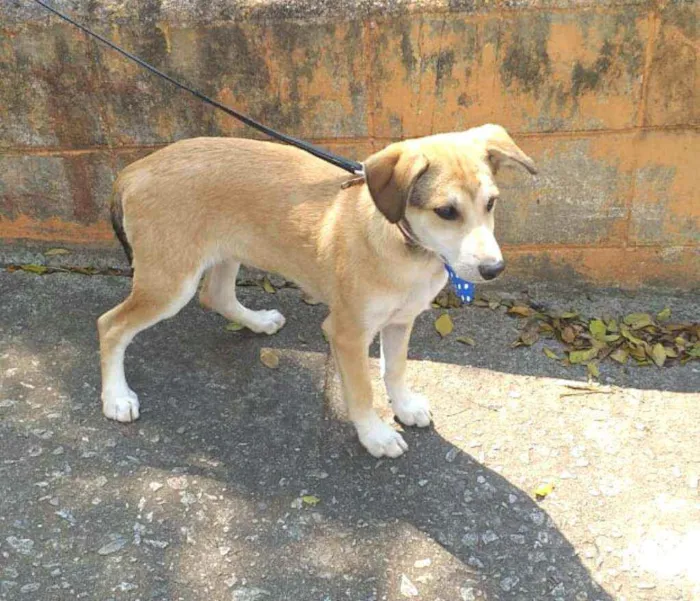 Cachorro ra a  idade 7 a 11 meses nome Bartho
