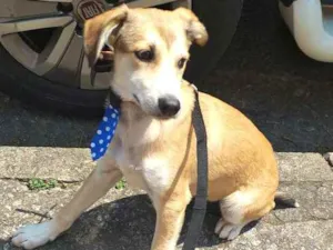 Cachorro raça  idade 7 a 11 meses nome Bartho 
