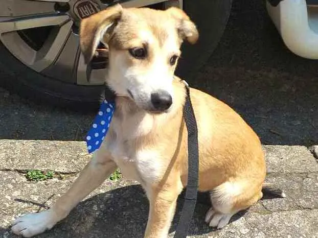 Cachorro ra a  idade 7 a 11 meses nome Bartho