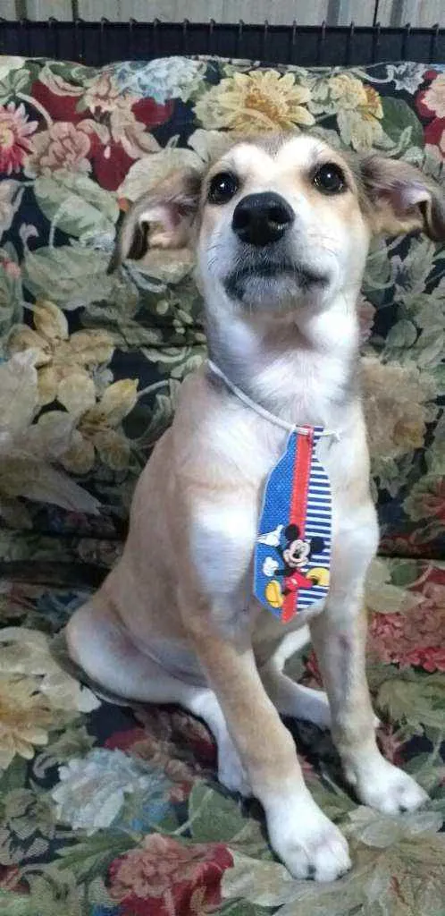 Cachorro ra a  idade 7 a 11 meses nome Bartho