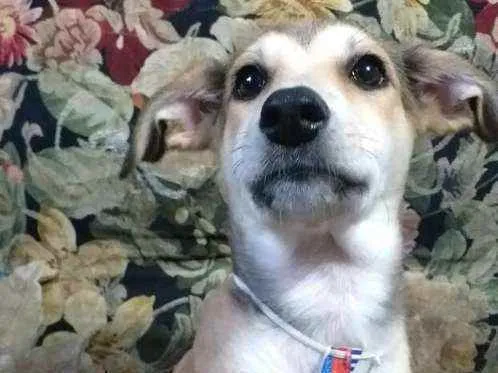 Cachorro ra a  idade 7 a 11 meses nome Bartho
