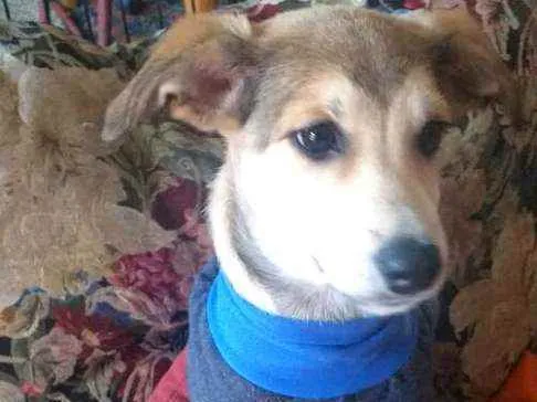 Cachorro ra a  idade 7 a 11 meses nome Bartho