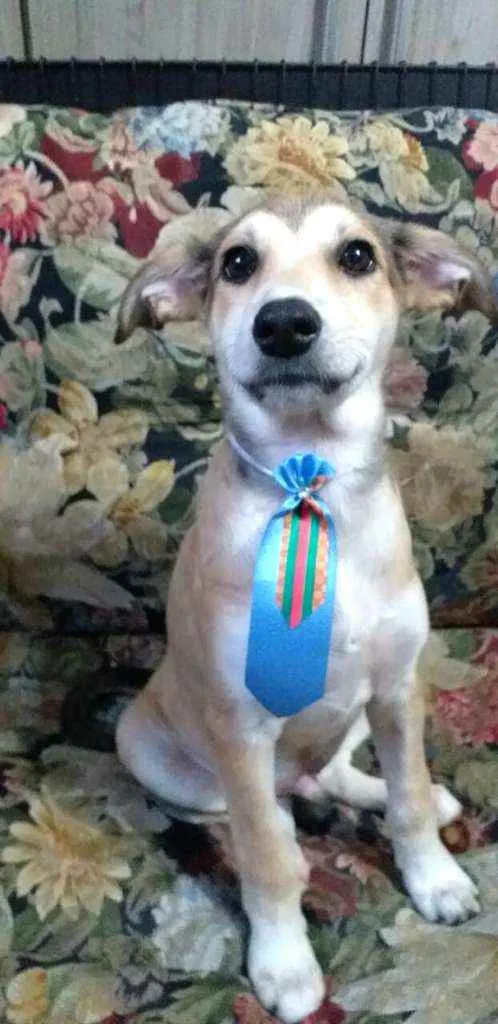 Cachorro ra a  idade 7 a 11 meses nome Bartho