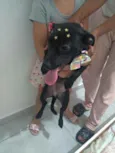 Pitty