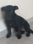 Pitty