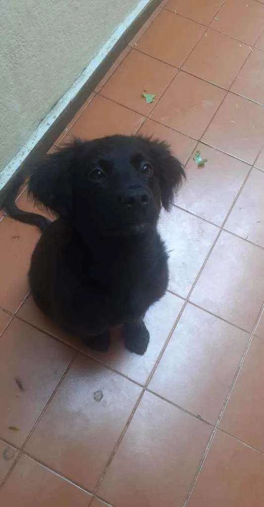 Cachorro ra a Raça não definida  idade 2 a 6 meses nome Sirios 