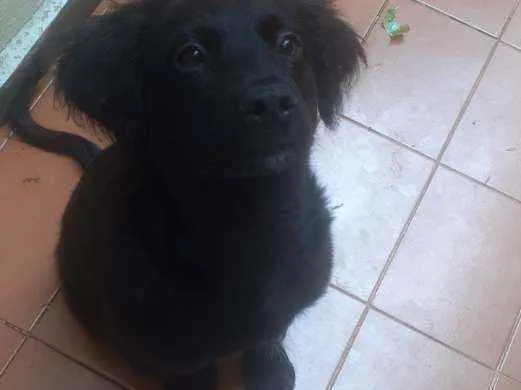 Cachorro ra a Raça não definida  idade 2 a 6 meses nome Sirios 