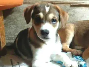 Cachorro raça  idade 2 a 6 meses nome Filhotes Sueli