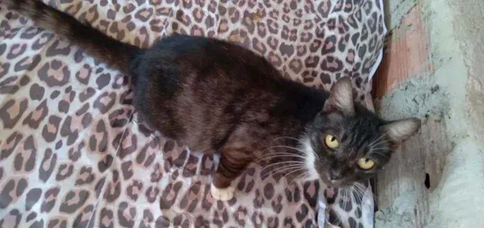 Gato ra a Comum idade 7 a 11 meses nome Fofa