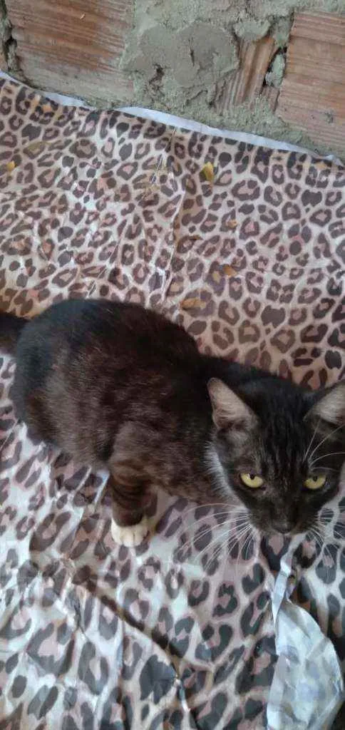 Gato ra a Comum idade 7 a 11 meses nome Fofa