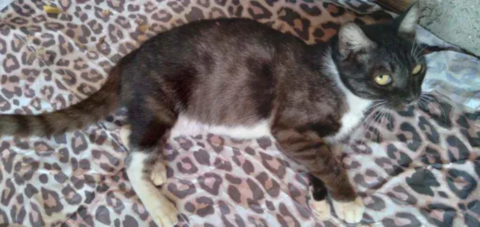 Gato ra a Comum idade 7 a 11 meses nome Fofa