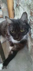 Fofa
