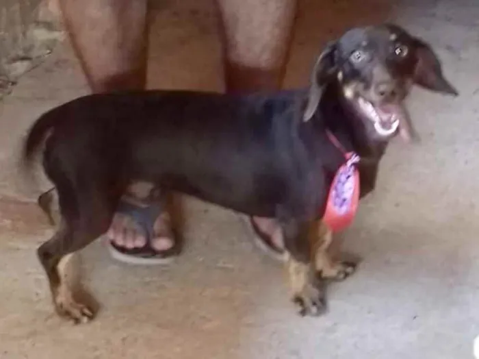 Cachorro ra a Mestiço  idade 5 anos nome Tody 