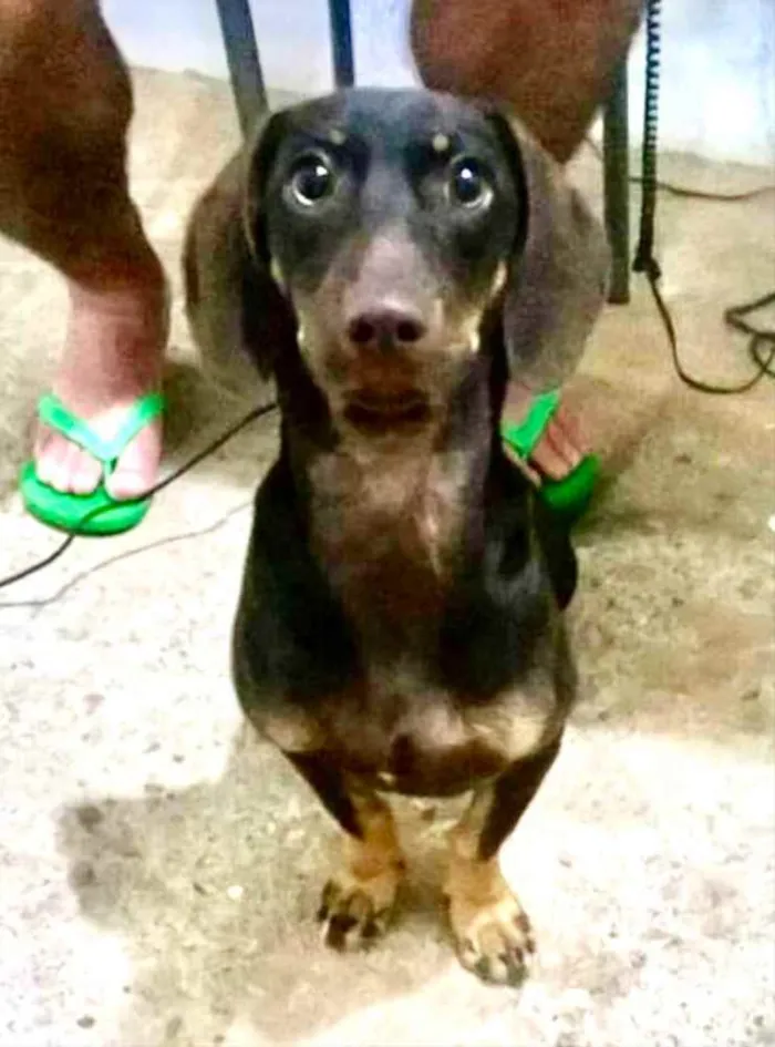 Cachorro ra a Mestiço  idade 5 anos nome Tody 