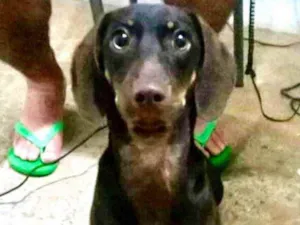 Cachorro raça Mestiço  idade 5 anos nome Tody 