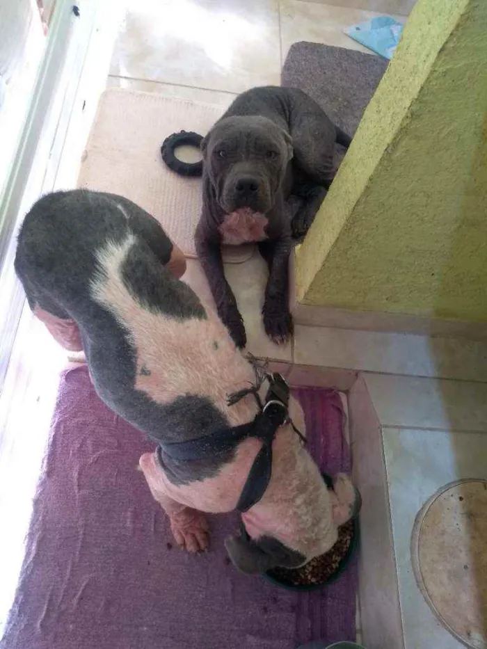Cachorro ra a Pitbull idade 7 a 11 meses nome Doação