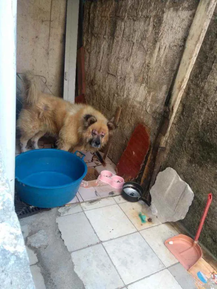 Cachorro ra a Chau chau idade 4 anos nome Pufi