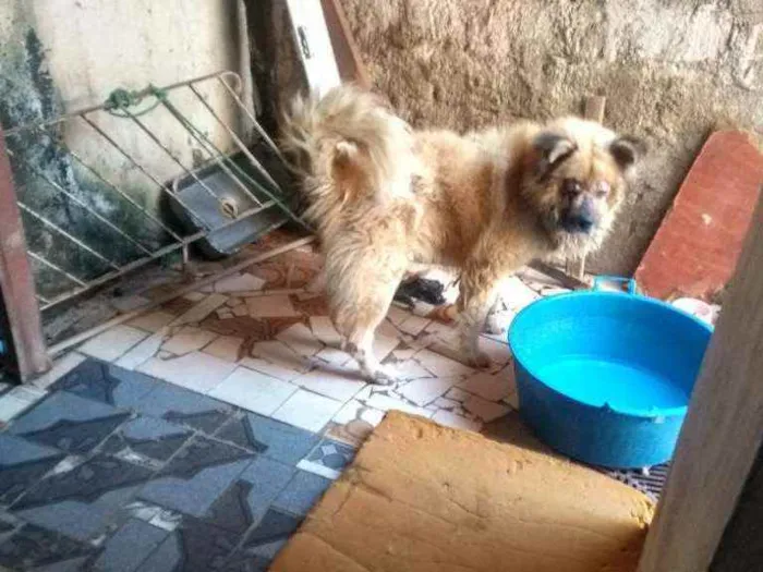 Cachorro ra a Chau chau idade 4 anos nome Pufi