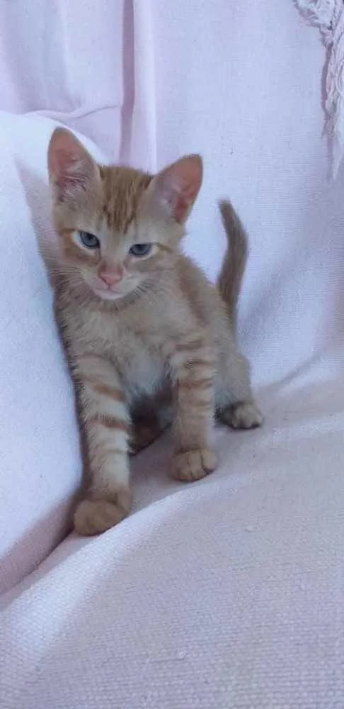 Gato ra a Vira lata idade Abaixo de 2 meses nome LEO
