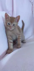 LEO