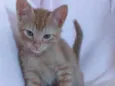 LEO