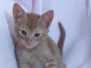 Gato raça Vira lata idade Abaixo de 2 meses nome LEO