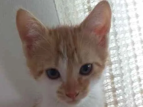 Gato ra a SRD idade 2 a 6 meses nome THEO