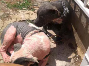Cachorro raça Pitbull idade 7 a 11 meses nome Doação
