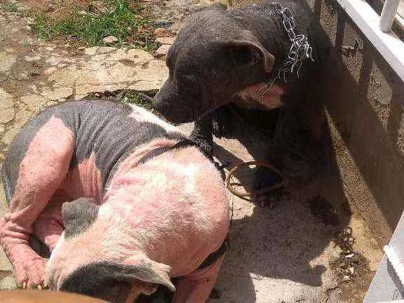 Cachorro ra a Pitbull idade 7 a 11 meses nome Doação