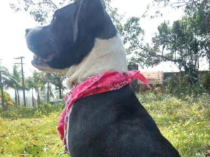 Cachorro raça Pit Bull idade 1 ano nome Estrela 