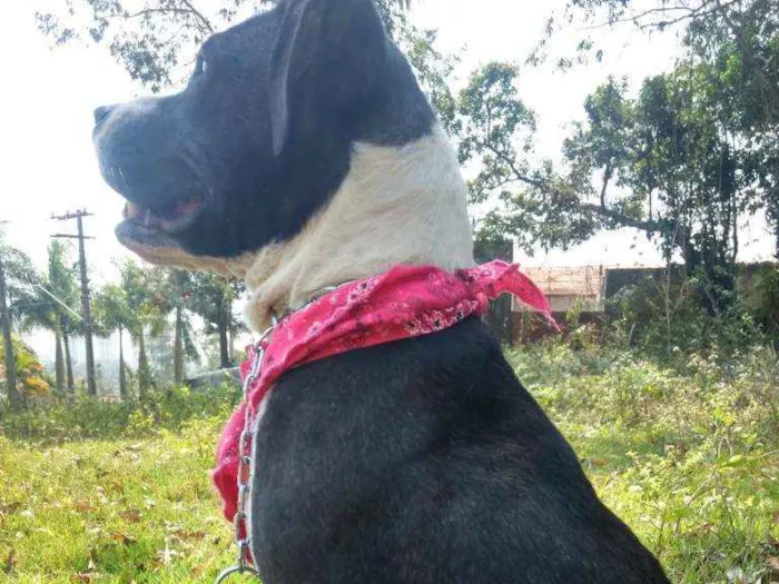 Cachorro ra a Pit Bull idade 1 ano nome Estrela