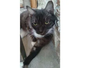 Gato raça Comum idade 7 a 11 meses nome Fofa