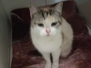 Gato raça Srd idade 4 anos nome Rebeca