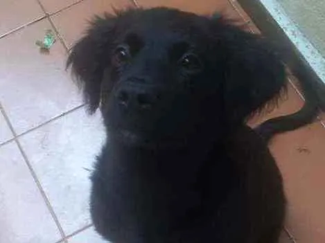 Cachorro ra a Raça não definida  idade 2 a 6 meses nome Sirios 