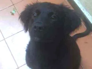 Cachorro raça Raça não definida  idade 2 a 6 meses nome Sirios 