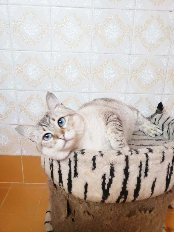 Gato ra a Srd idade 3 anos nome Romeu